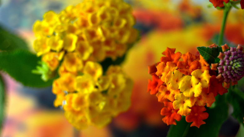 Lantana flowers close up