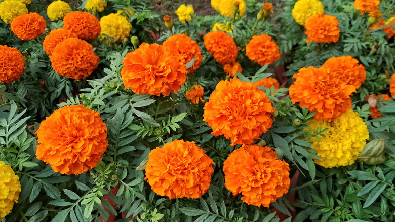 A close up of Mexican marigolds in full bloom