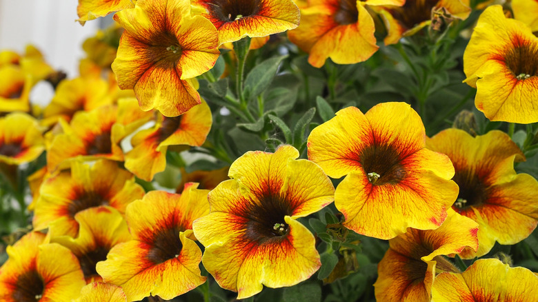 Orange and red million bell flowers