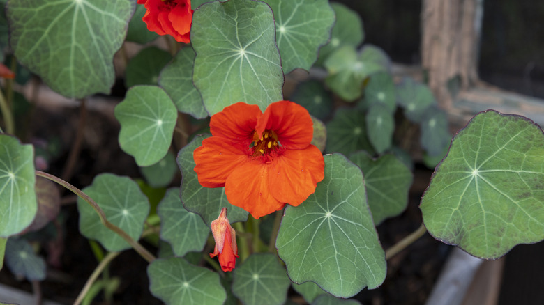 Closeup of a bright orange nasturtium flower