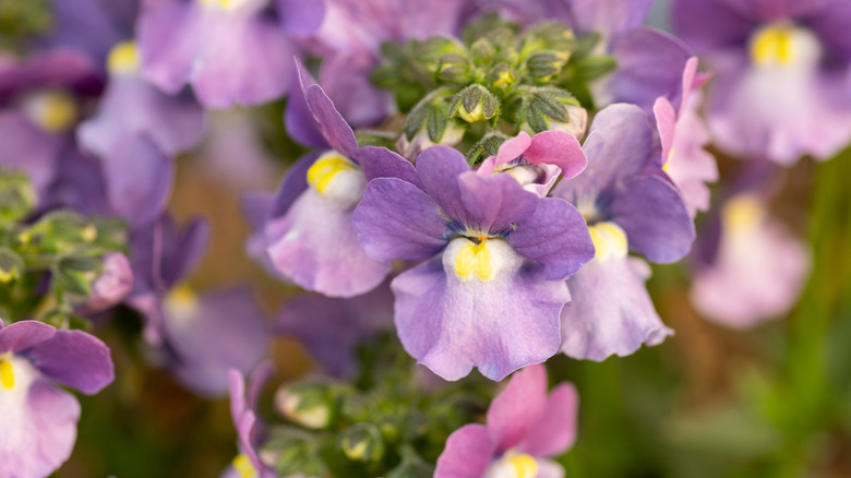 Purple nemesia flowers