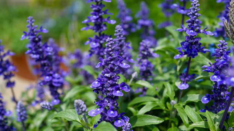A close up of purple salvia flower spikes