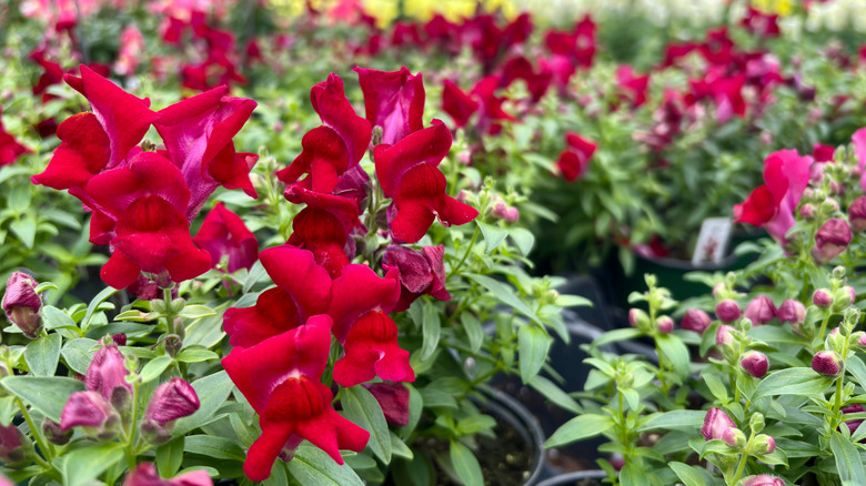 Red snapdragons in nursery pots