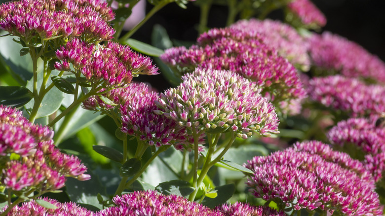 Stonecrop flowers close up