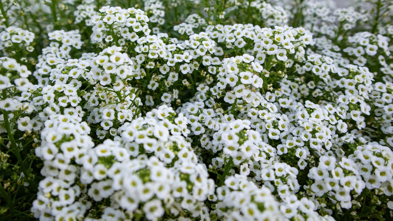 A close up of sweet alyssum in full bloom