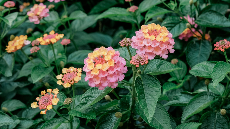 Close up of pink and yellow verbena blooms