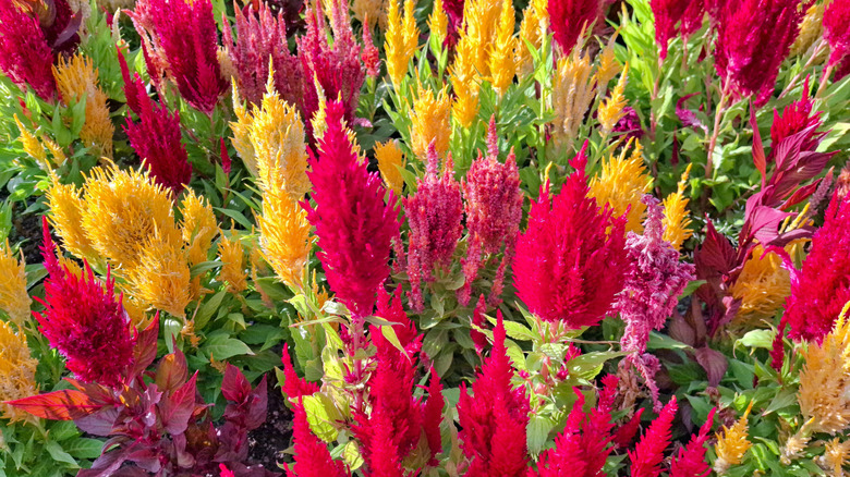 Multicolored Celosia blooms