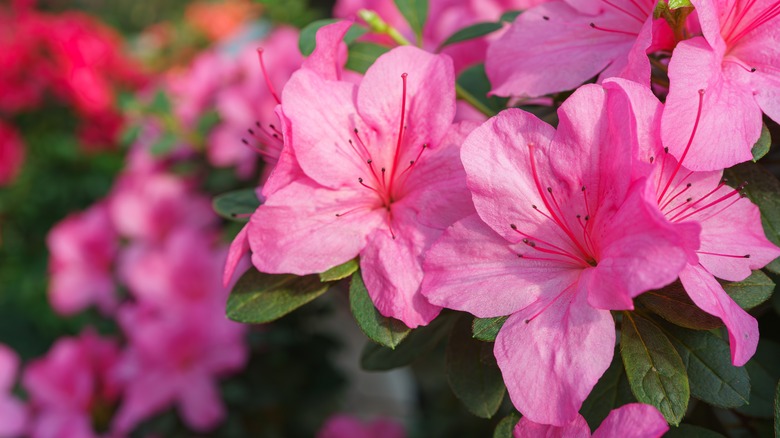 Blooming pink Azalea