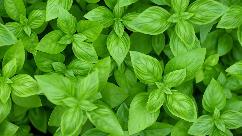 basil leaves