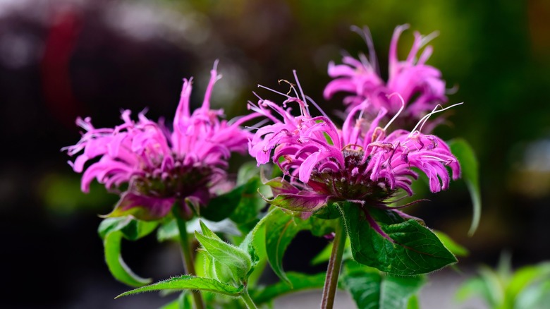 Close-up of vibrant pink bee balm flowers