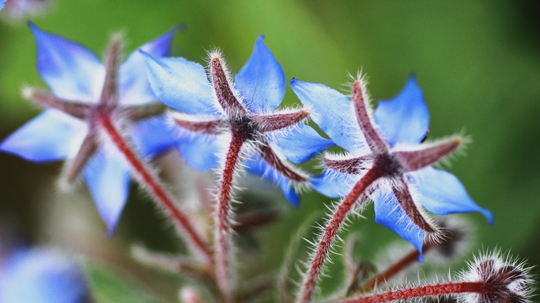 borage flowers