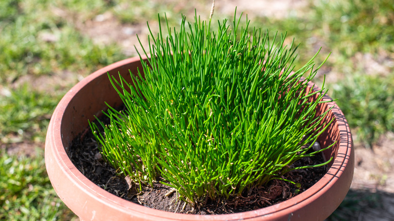 Young chives growing in a large pot