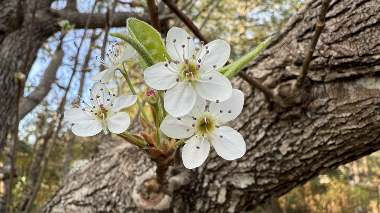 Blooms begin to open on the branch of dogwood tree