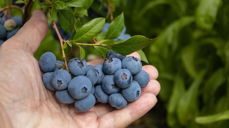 a Man holding a bunch of blue ripe berries