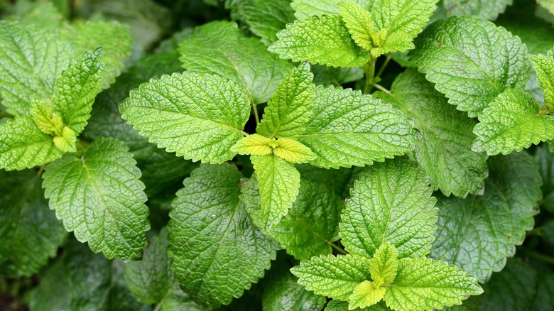 Top view of lemon balm