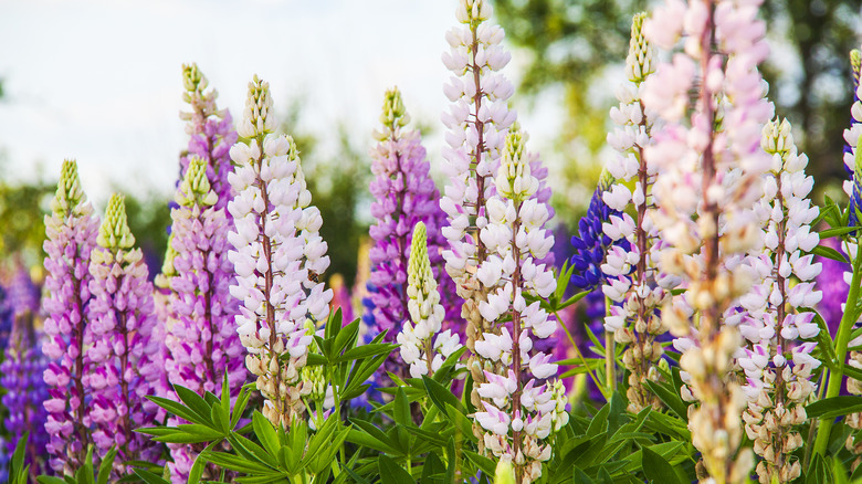 Closeup of Russell lupine flower in violet purple