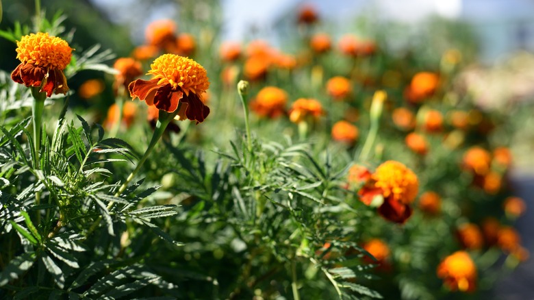 orange beautiful flowers marigolds close-up