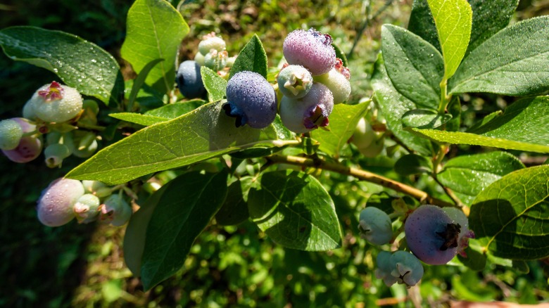 highbush blueberries growing on branches
