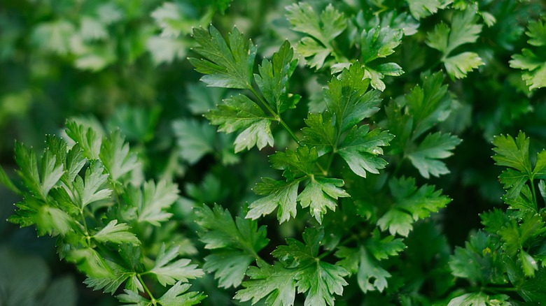 Green leaves of parsley