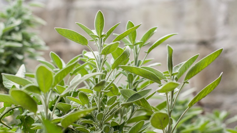 Fresh sage leaves growing in a herb garden