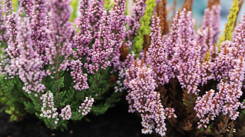 Pink and violet heather