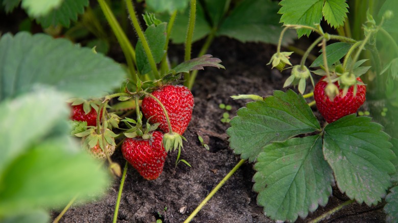 Bush of red strawberry growing in a garden