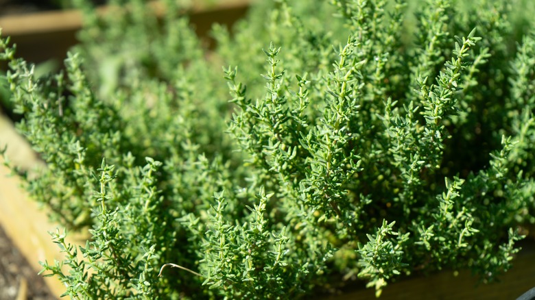 Thyme growing in the Garden