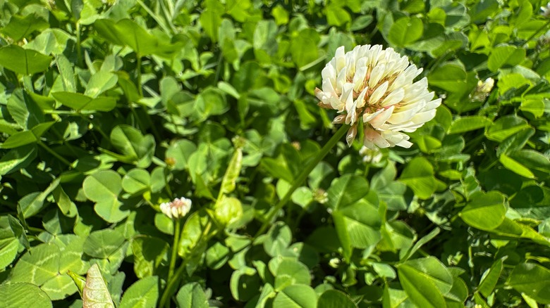 a large white clover flower