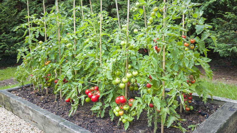 staked tomato plants in raised bed