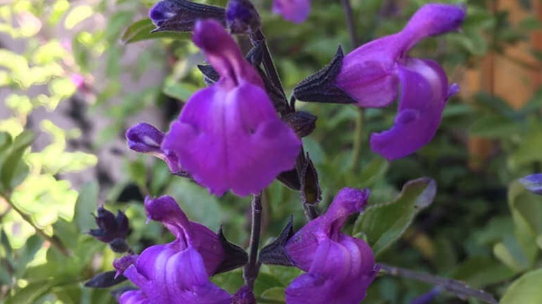 Closeup of the stunning purple flowers on autumn sage 'Mes Azure'