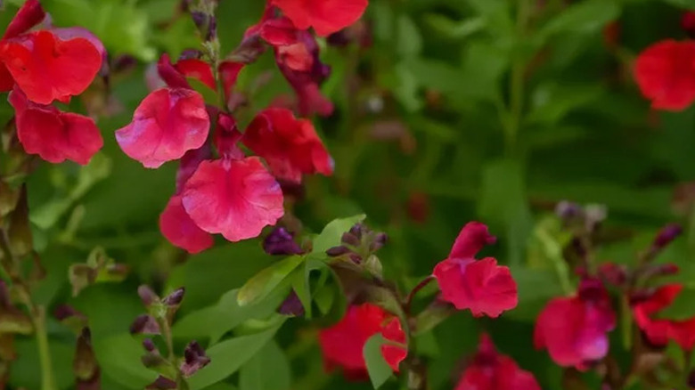 Closeup of the vibrant blooms of 'Mirage Cherry Red' Autumn sage