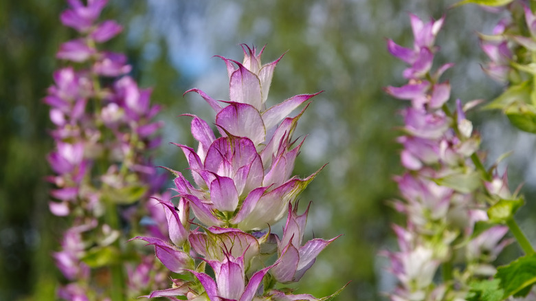 Closeup of the pretty clary sage flowers