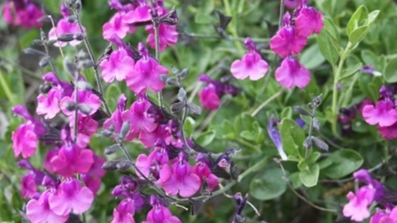 Diane's texas sage in full bloom