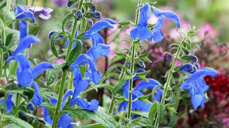 Closeup of the delicate blue blooms of gentian sage