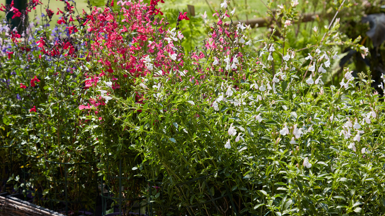 Various salvia plants in containers