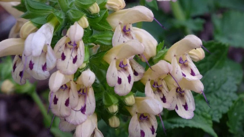 Closeup of the whimsical flowers on yellow and purple Japanese forest sage