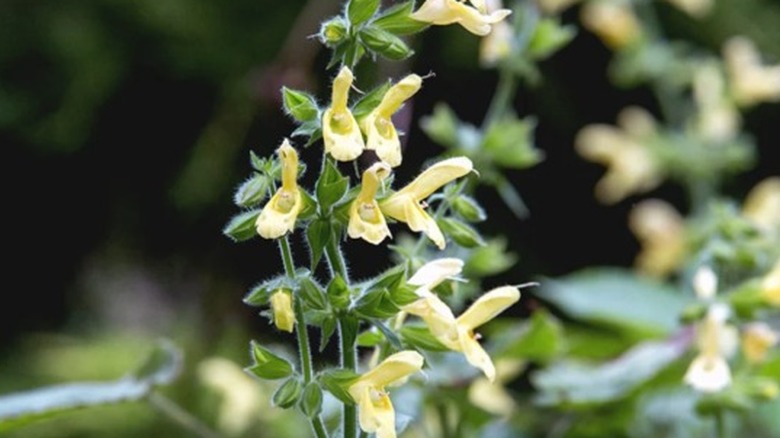 A closeup of the whimsical yellow blooms of the Japanese sage