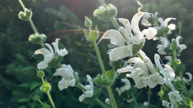 Closeup of the stunning white blooms on salvia alba