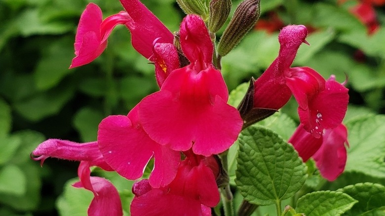 Closeup of the brilliant blooms on San Carlos festival sage