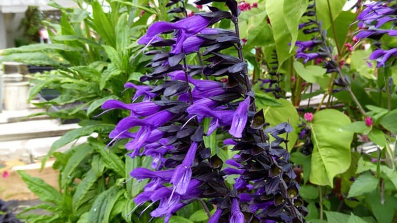 Closeup of the stunning purple flowers on salvia 'Amistad'