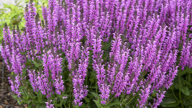 Closeup of the stunning deep pink flowers of the fuchsia salvia
