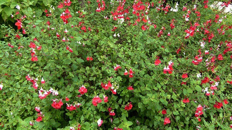 Salvia 'Hot Lips' in bloom