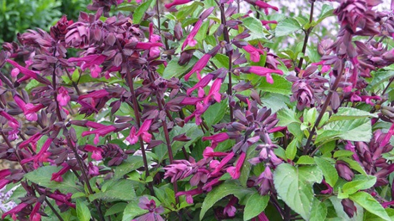 Salvia 'Love and Wishes' showing the interesting pink blooms