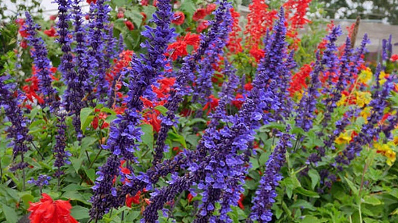 Tall purple flower spikes of Salvia 'Mystic Spires' stand out among red blooming salvias and other plants