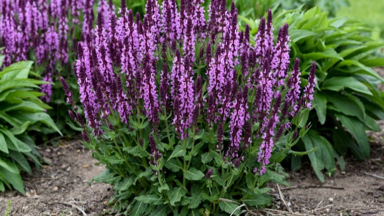 'Pink Profusion' salvia in full bloom