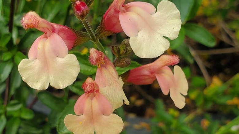 Closeup of the pretty flowers on Salvia Sierra San Antonio