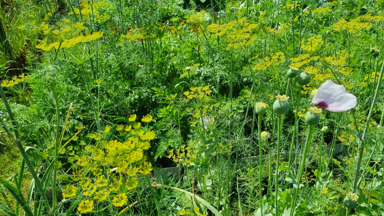 A summer meadow with poppies, dill and parsley