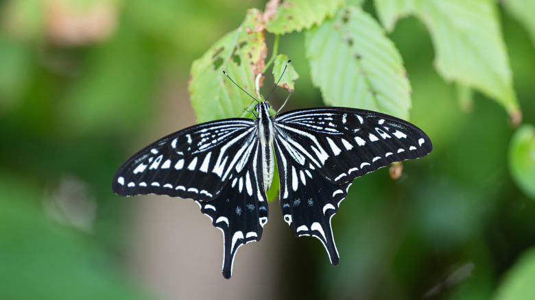 A swallowtail butterfly resting on a green leaf