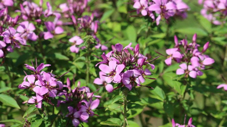 the Señorita Rosalita Cleome flower
