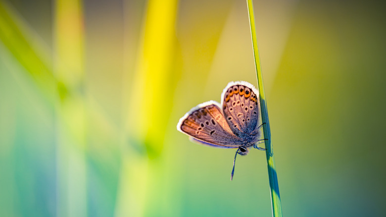 butterfly resting on grass stem